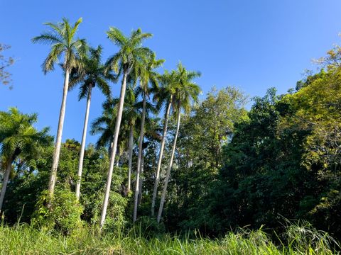 Tropical Palm Trees Against Clear Blue Sky