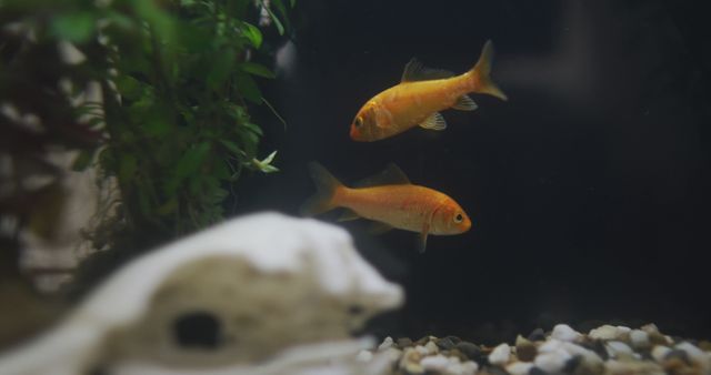 Pair of goldfish swimming near aquatic plants in a home aquarium. Gravel and aquatic plants visible, creating a peaceful aquatic scene. Great for illustrating concepts related to pets, aquariums, relaxation, or hobbies.