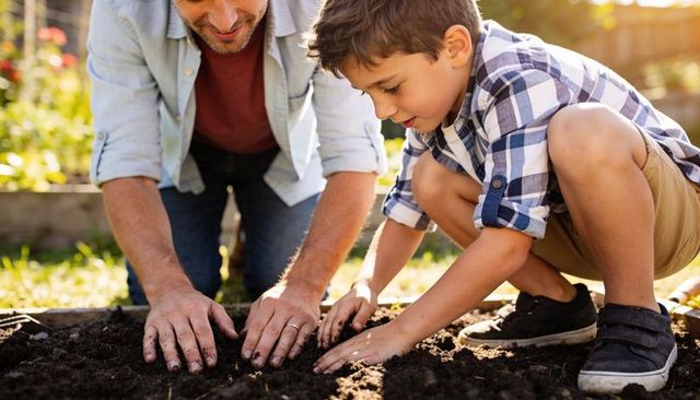 Father and Son Planting in Sunlit Backyard Garden Bed Teaching Hands-On Gardening