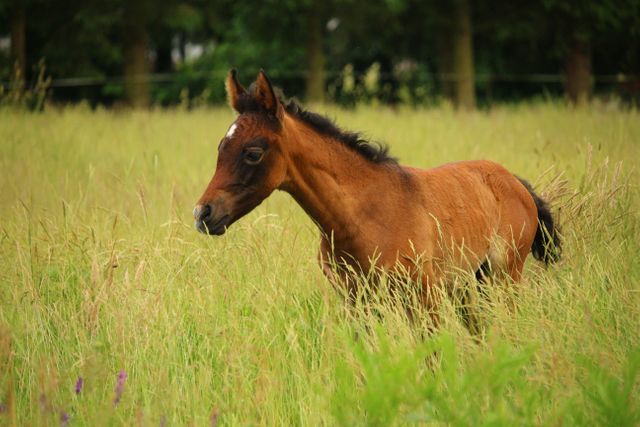 Young Brown Foal Grazing in Meadow - Download Free Stock Photos Pikwizard.com