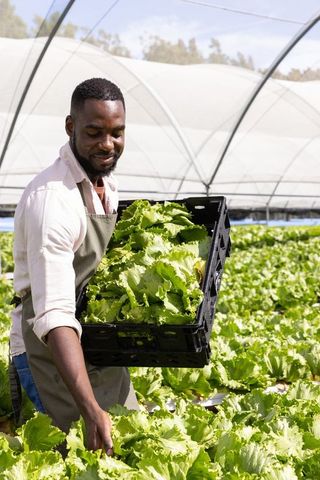 Smiling Farmer Harvesting Fresh Lettuce in Greenhouse