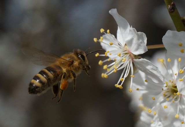 Honeybee pollinating white flower, captured in stunning macro. Great for blogs, educational content on pollination, springtime beauty, or delicate nature visuals. Ideal for use in environmental campaigns, gardening websites, and insect species studies.