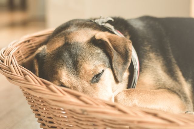 Dog sleeping peacefully in a woven basket, creating a sense of warmth and comfort. Ideal for use in pet care advertisements, home decor articles, animal lover blogs, and relaxing imagery themes.