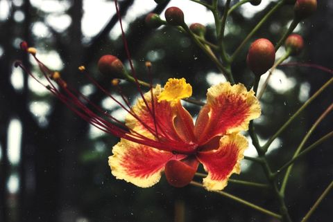 Blooming red and yellow peacock flower featuring long red stamens and blurred background