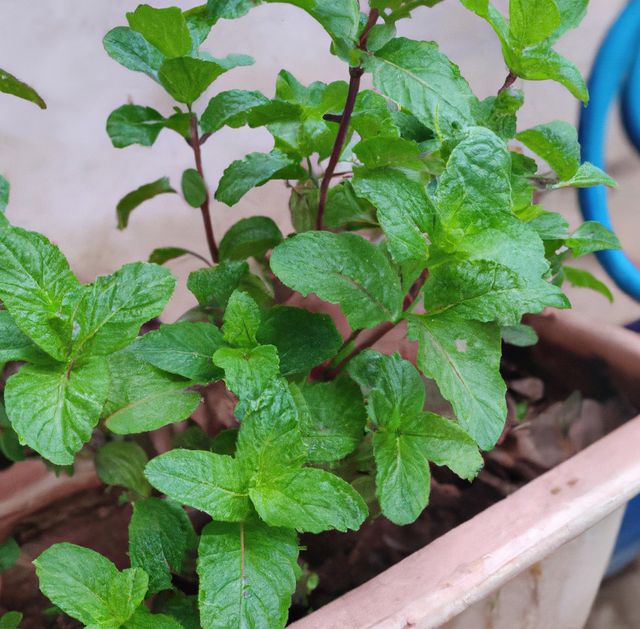 Image of close up of fresh green leaves mint plant growing in plant pot. Plants, herbs and nature concept.
