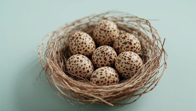 Holding seven speckled quail eggs in woven nest on pale aqua background, minimal studio