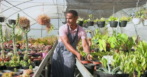 Greenhouse Worker Caring for Succulents in Nursery