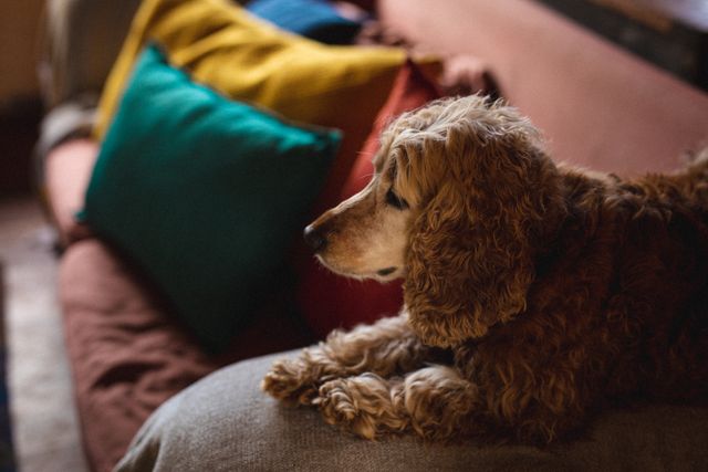 Close up of a dog sitting on the couch at home. pets love and care concept