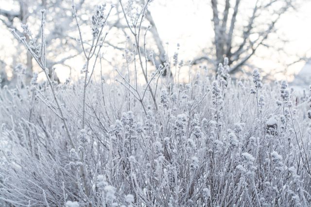 Snow-covered Lavender Bush in Tranquil Winter Landscape - Download Free Stock Photos Pikwizard.com