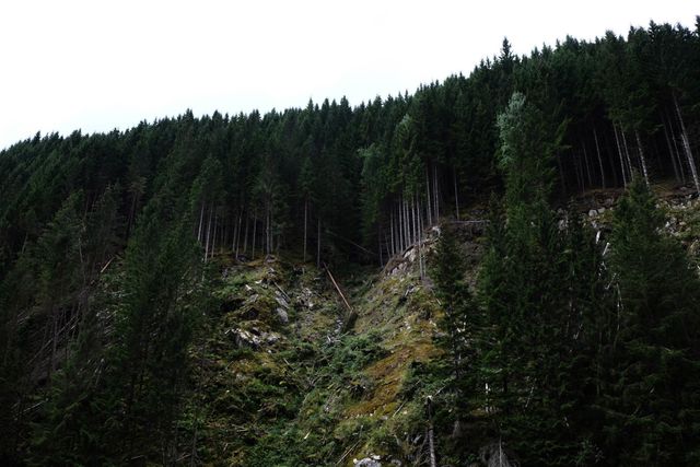 Dense collection of tall pine trees on rocky hillside. Suitable for backgrounds, environmental campaigns, nature-related projects, and reminding the importance of forests.