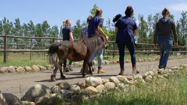 Veterinary team leads a horse and her newborn foal at a countryside farm, offering a tranquil look at animal health care. Ideal for use in articles, blogs, and promotions about veterinary services, animal care, rural life, and farming practices.