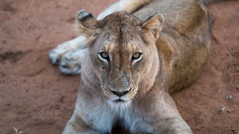 Close-up lioness resting on red earth staring forward with intense amber eyes