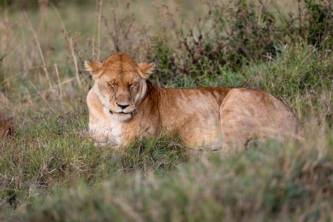 Lioness resting in tall grass African savanna close-up wildlife portrait