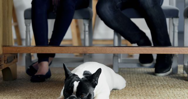 French Bulldog relaxing on carpet under a wooden table while two people sit. Ideal for themes of pets, home comfort, casual setting, and human-animal bond.