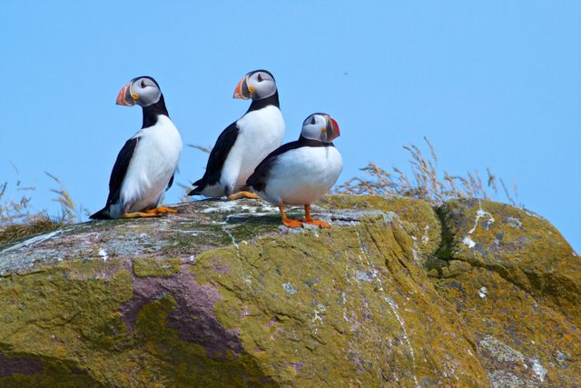 Three Puffins Standing on Rocky Ledge Under Clear Blue Sky - Download Free Stock Photos Pikwizard.com