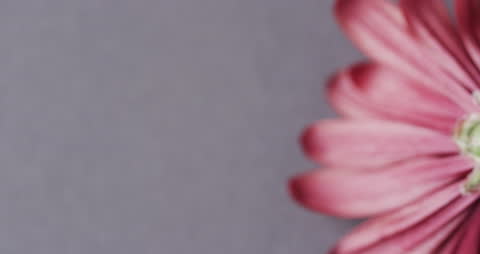 Close Up of Pink Flower Petals with Grey Background