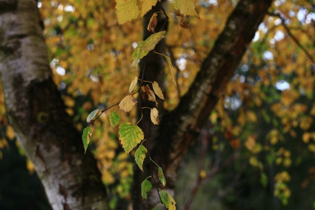 Showcasing yellow leaves on a birch tree branch, perfect for themes of fall, nature walks, and outdoor wellness. Ideal for seasonal marketing, blog posts, or creating a serene autumnal atmosphere.