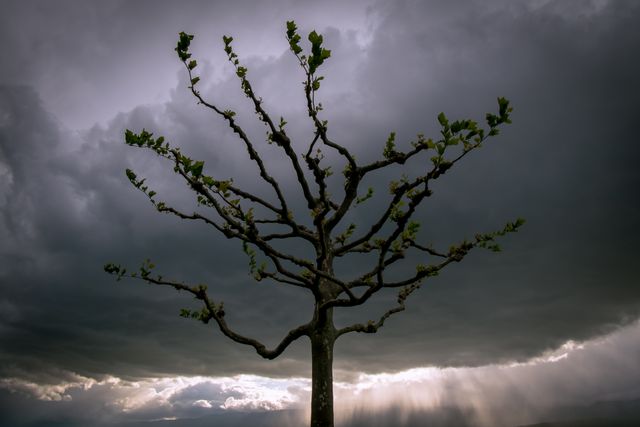 Lone tree with bare branches standing against a backdrop of dramatic storm clouds with the sun's rays peeking through. Ideal for use in environmental campaigns, nature photography blogs, or dramatic landscape scenes. Can symbolize strength, solitude, environmental awareness.