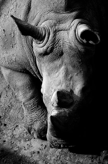 Africa animal black and white fauna - Download Free Stock Photos Pikwizard.com