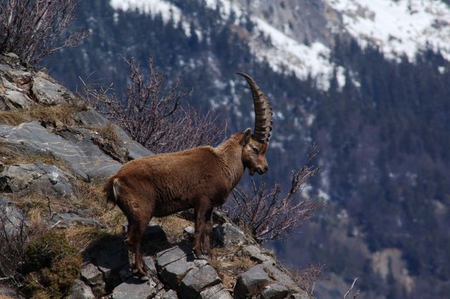 Alpine Ibex standing confidently on a steep, rocky cliffside with snow-capped peaks in the background. Ideal for use in articles about wildlife behavior, alpine ecosystems, or the majestic beauty of mountain-dwelling animals.