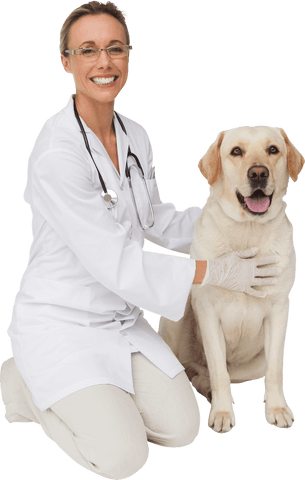 transparent smiling veterinarian with labrador dog - Download Free Stock Videos Pikwizard.com