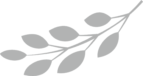 Elegant botanical branch silhouette on transparent background