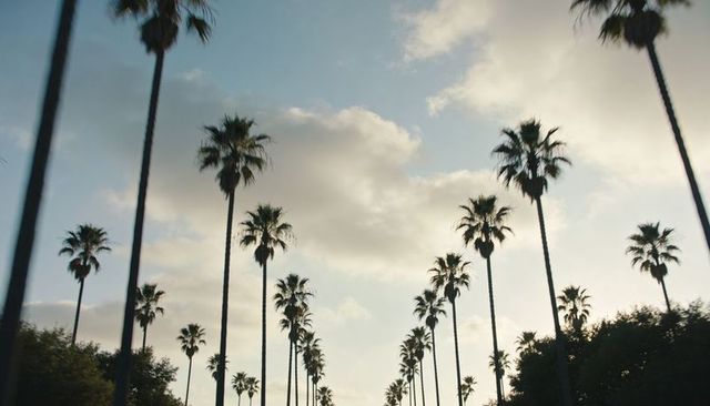 Sunlit palm trees creating symmetrical avenue corridor at golden hour with cloud sky