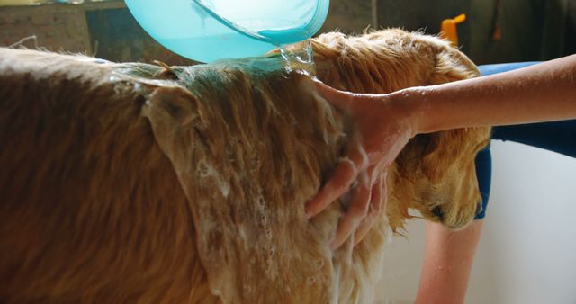 Golden Retriever dog being bathed by human hand pouring water and washing fur. Perfect for topics on pet care, animal hygiene, pet grooming services, dog bath products, and responsible pet ownership.