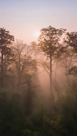 Sunrise light streaming through misty forest canopy vertical drone footage of tall trees