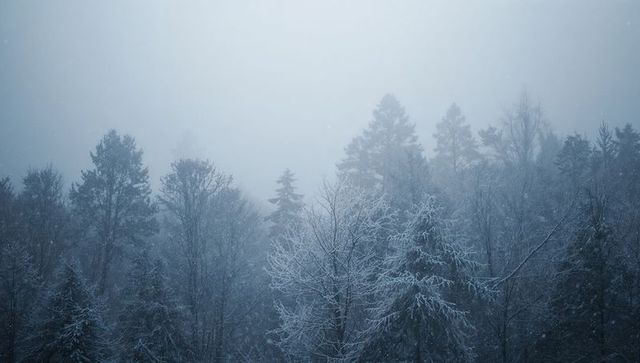 Misty snowfall over frosted pines and bare trees creating moody blue winter woodland scene