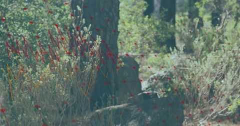 Digital Data Mesh Overlay in Natural Forest Scene