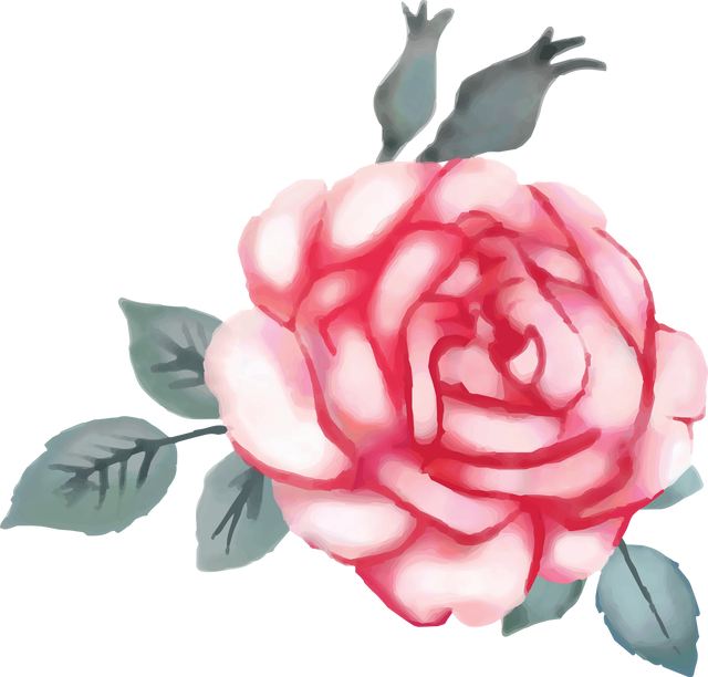 Beautiful White Pink Rose Illustration on Transparent Background - Download Free Stock Videos Pikwizard.com