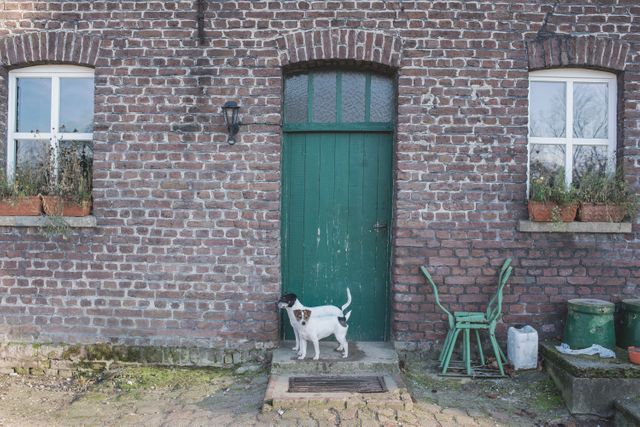 This image shows a cute dog standing in front of an old, rustic brick house with a green door. Perfect for use in blogs and articles related to countryside living, animals, and rustic architecture. Can be used in advertisements or promotions for pet care, rural tourism, or heritage properties.