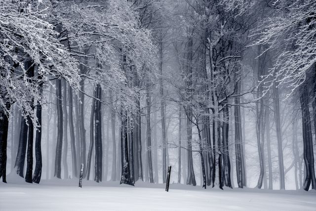 Black and white cold fog forest - Download Free Stock Photos Pikwizard.com
