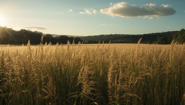Golden Fields Glow Under Sunset Sky