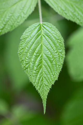 Close-up of fresh green birch leaf with detailed veins