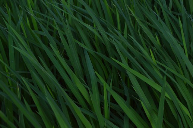 Lush Green Grass Blades Organic Texture Background Nature - Download Free Stock Photos Pikwizard.com