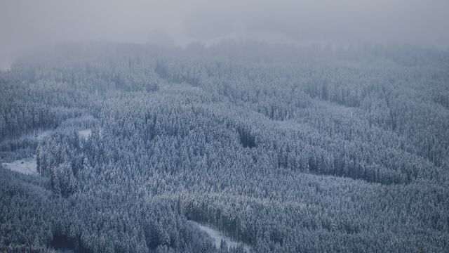 Misty Winter Forest Covered in Snow - Download Free Stock Images Pikwizard.com