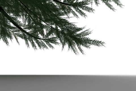 tree branches overhang on transparent background illustration - Download Free Stock Videos Pikwizard.com