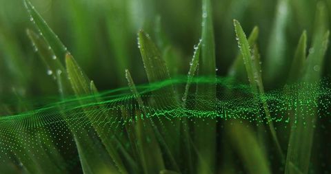 Dewy Grass Blades with Floating Green Particle Wave
