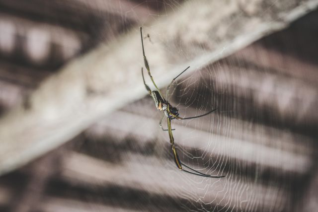 Close-Up of Spider in Web With Blurred Background - Download Free Stock Photos Pikwizard.com