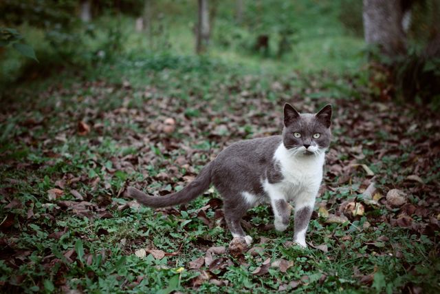The image shows a grey and white cat standing on a bed of fallen leaves in a garden. The cat appears alert and curious, with mottled foliage and grass in its surroundings evoking a tranquil environment. This image can be used for pet-related content, nature-themed projects, or animal behavior studies.
