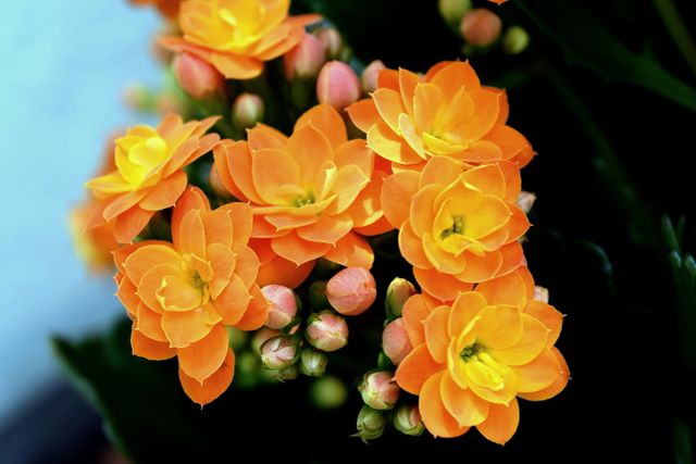 Clusters of bright orange blossoms with delicate petals and unopened buds. Ideal for backgrounds, horticulture websites, gardening tutorials, and flower arrangement promotions.