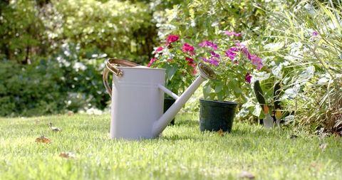 Watering Can with Blooming Flowers in Lush Garden on Sunny Day - Download Free Stock Images Pikwizard.com