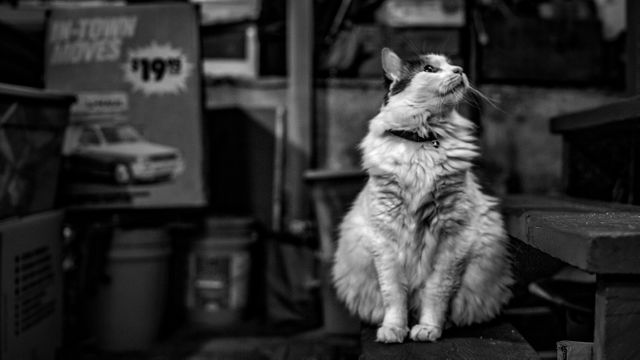 Curious Fluffy Cat Sitting in Rustic Environment Black and White - Download Free Stock Photos Pikwizard.com