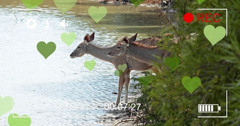 Antelopes at Watering Hole Framed with Digital Interface