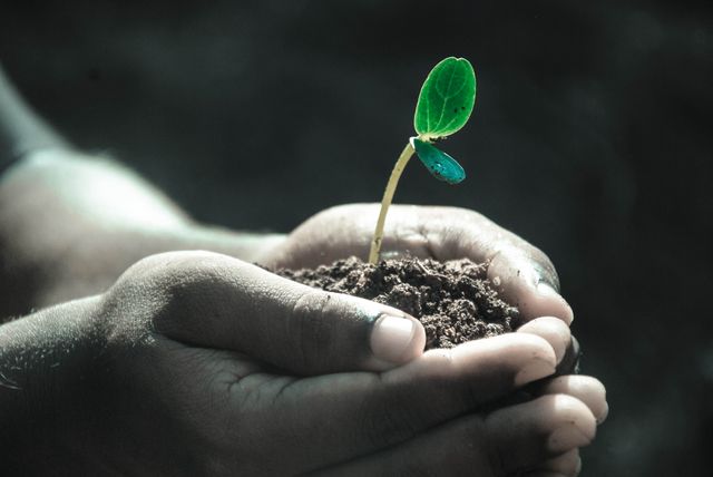 This close-up captures hands holding a young plant seedling in soil, symbolizing growth and sustainability. The image is ideal for topics related to environmental conservation, nurturing new life, and promoting green initiatives. It can be used in educational materials, environmental campaigns, and advertisements aimed at promoting eco-friendly practices.