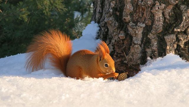Red squirrel gathering pine cone on snow beside textured tree trunk in winter sunlight