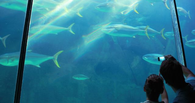 Visitors Photographing Fish in Aquarium Tank - Download Free Stock Images Pikwizard.com