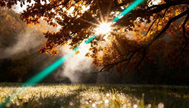 Golden sunburst through autumn oak branch with turquoise lens flare over dewy meadow with morning mi